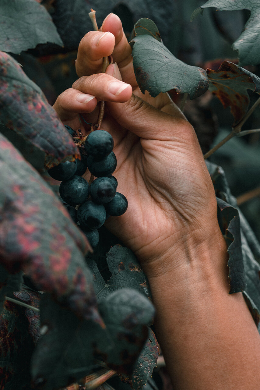 fruttabello vigne vigna uva rossa