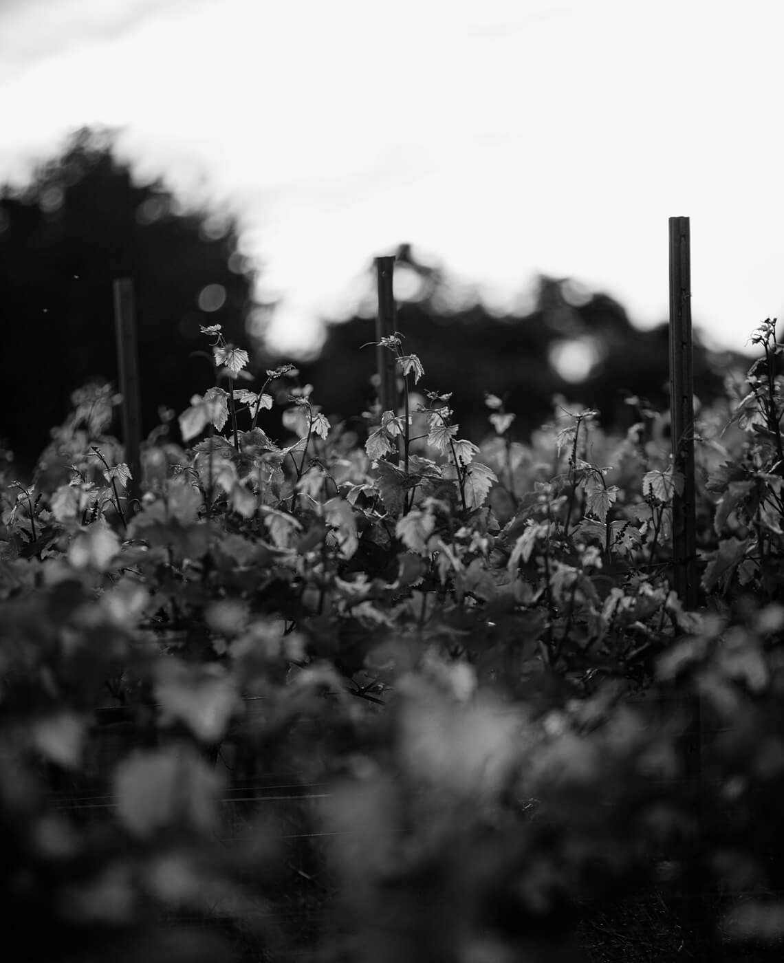 fruttabello about us terra vertical banner